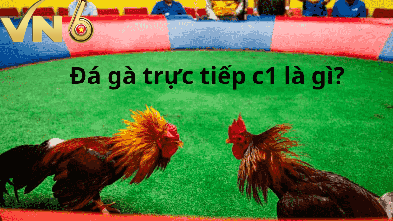 Đá gà trực tiếp C1